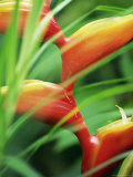 Close-up of Exotic Plant, Dominica, Caribbean, West Indies, Central America Photographic Print by Fred Friberg