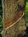Tapped Rubber Tree on an Estate, Near Pulau Betong in the South of the Island, Penang, Malaysia Photographic Print by Fraser Hall