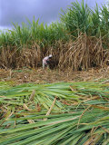 Sugar Cane Cutting by Hand, Reunion Island, Indian Ocean Photographic Print by Sylvain Grandadam