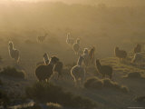 Llamas, Lauca National Park, Atacama, Chile, South America Photographic Print by Rob Mcleod
