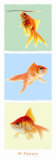 Mr Poisson Kunst von Guillaume Plisson