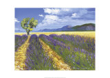 Lavendelfeld mit Baum Posters par Talantbek Chekirov