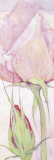 Vertical Roses II Affiches par Katharina Reichert