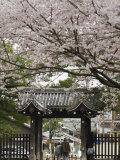 Old Couple Walking Through Gate Under Spring Cherry Tree Blossom, Kyoto, Japa, Asia Photographic Print by Chris Kober
