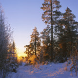 Winter Sunset in the Forest Near Oslo, Norway, Scandinavia, Europe Photographic Print by David Lomax