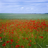 Fields of Poppies, Valley of the Somme, Nord-Picardy (Somme), France Photographic Print by David Hughes