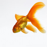 Goldfische Fotografie-Druck von Mark Mawson