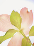 Pink Dogwood Flowers I Photographie