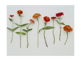 Zinnia Row on White Photographie