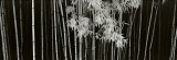 Bamboo, China  Poster by Helmut Hirler