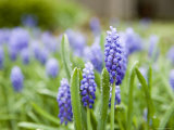 Closeup of Flowers in a Garden, New York Photographic Print by Tim Laman