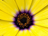 Close View of Osteospermum Flower in Bloom, Groton, Connecticut Photographic Print by Todd Gipstein