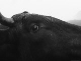 Bull Walking in the Streets, Svalbard, Norway Photographic Print by Brimberg & Coulson 