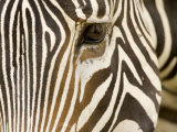 Closeup of a Grevys Zebra's Face Photographic Print by Tim Laman