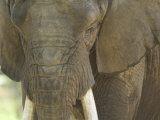 African Elephant at the Henry Doorly Zoo in Omaha, Nebraska Photographic Print by Joel Sartore