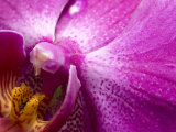 Close View of a Pink Orchid Blossom, Groton, Connecticut Photographic Print by Todd Gipstein