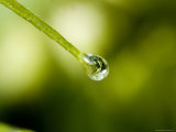 Close View of a Drop of Water at the End of a Twig, Groton, Connecticut Photographic Print by Todd Gipstein