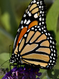 Close View of a Monarch Butterfly on a Purple Flower, Groton, Connecticut Photographic Print by Todd Gipstein
