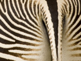 Closeup of a Grevys Zebra's Rear End Photographic Print by Tim Laman