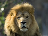African Lion at the Sedgwick County Zoo, Kansas Photographic Print by Joel Sartore