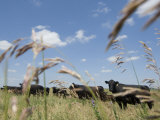 Angus Cattle on a Pasture in Valparaiso, Nebraska Photographic Print by Joel Sartore