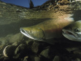 Chum Salmon Swimming Upstream to Spawn Fotografie-Druck von Bill Curtsinger
