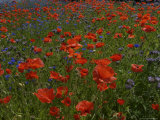 Denmark, Skagen, Garden of Red Poppies, Full Frame Photographic Print by Brimberg & Coulson 