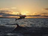 Dusky Dolphins Photographic Print by Bill Curtsinger