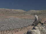Heermann's Gulls on Rasa Island, Baja California, Mexico Photographic Print by Ralph Lee Hopkins