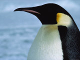 Portrait of an Emperor Penguin in Profile Photographic Print by Bill Curtsinger