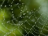 Spider Web Covered with Dew, Groton, Connecticut Photographic Print by Todd Gipstein