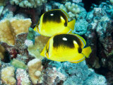 Two Fourspot Butterflyfish, Takapoto Atoll, French Polynesia Photographic Print by Tim Laman