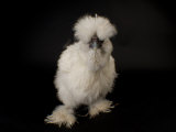 Silkie Bantam Chicken at the Sunset Zoo, Kansas Photographic Print by Joel Sartore