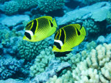 Two Racoon Butterflyfish, Takapoto Atoll, French Polynesia Photographic Print by Tim Laman