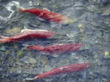 Spawning Red Salmon in Goat Creek, Alaska Fotografie-Druck von Rich Reid