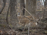 Wild Buck Anxiously Paws the Ground in Warning Photographic Print by Stephen St. John