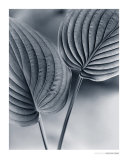 Duex Feuilles Affiches par Christian Coigny
