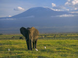 Elephant, Mt. Kilimanjaro, Masai Mara National Park, Kenya Photographic Print by Peter Adams