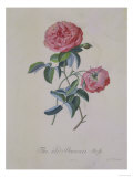 Red Provence Rose, A Botanical Illustration Giclée-Druck von Georg Dionysius Ehret
