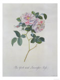 York and Lancaster Rose Giclée-Druck von Georg Dionysius Ehret