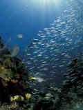 Diver and Silversides, Key Largo Reef, South Florida, Florida Photographic Print by Michele Westmorland