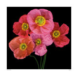 Poppies  Prints by Sharon Beals