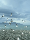 Kaikoura, South Island, New Zealand Photographic Print by Jacob Halaska