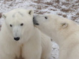 Polar Bears, Churchill, Manitoba Photographic Print by Keith Levit
