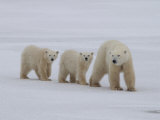 Polar Bears, Churchill, Manitoba Photographic Print by Keith Levit