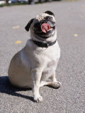 Pug Licking His Mouth Fotografie-Druck von Henry Horenstein