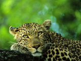 Leopard, Malamala Game Reserve, South Africa Photographic Print by Roger De La Harpe