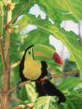 Toucan Perched on a Branch Photographic Print by Stuart Westmoreland