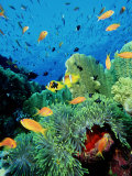 Clown Fish, Red Sea Photographic Print by Mark Webster