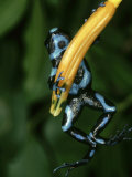Green & Black Poison Arrow, Frog Dendrobates Auratus Blue Morph, Panama Photographic Print by Brian Kenney